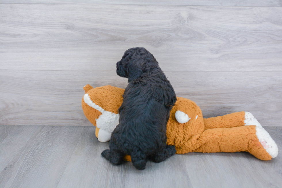 Energetic Golden Retriever Poodle Mix Puppy