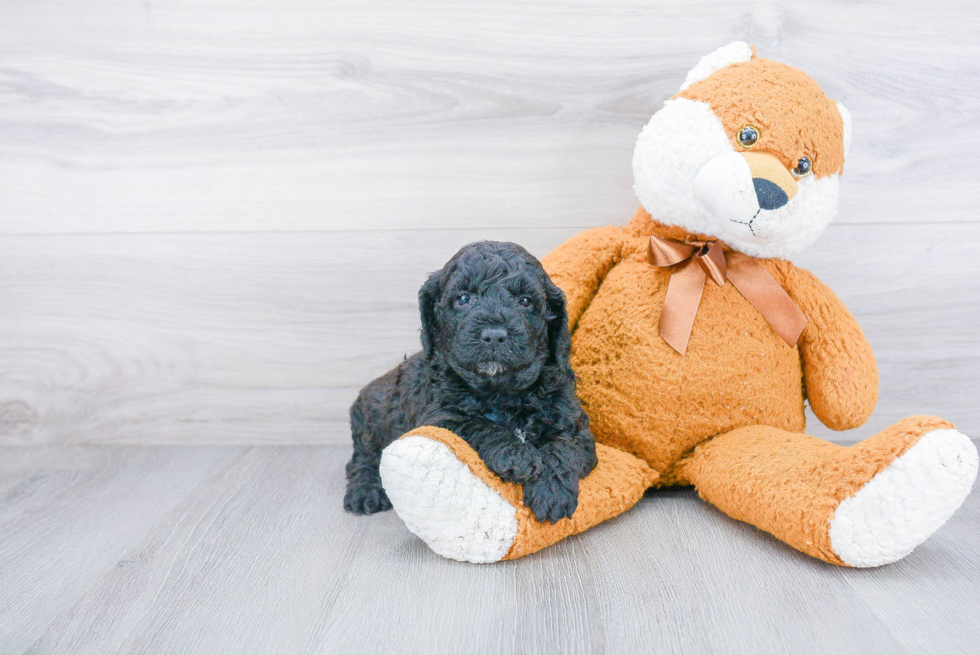 Energetic Golden Retriever Poodle Mix Puppy