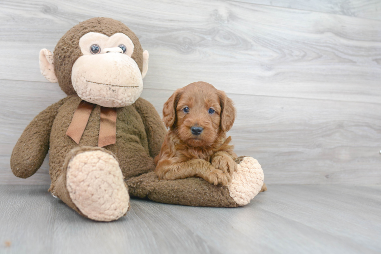 Best Mini Goldendoodle Baby