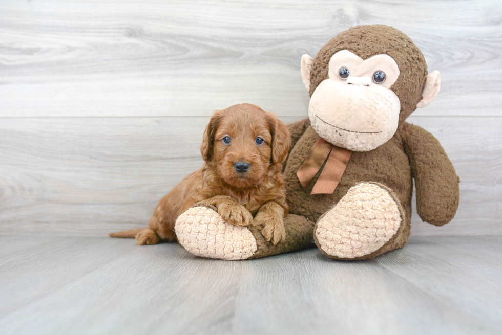 Mini Goldendoodle Puppy for Adoption