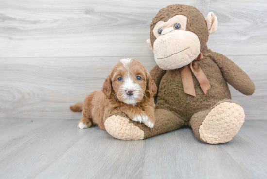 Little Golden Retriever Poodle Mix Puppy