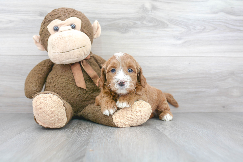 Playful Golden Retriever Poodle Mix Puppy