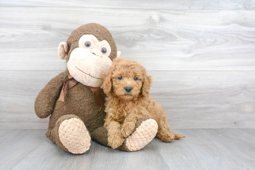 Best Mini Goldendoodle Baby