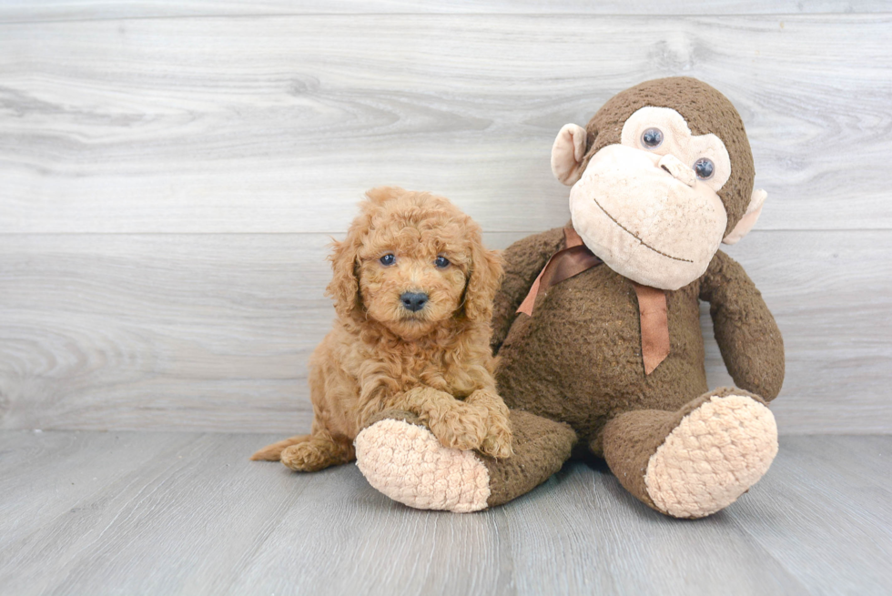 Petite Mini Goldendoodle Poodle Mix Pup