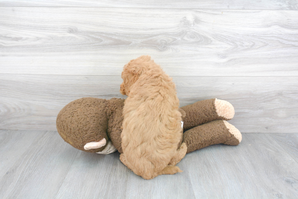 Petite Mini Goldendoodle Poodle Mix Pup