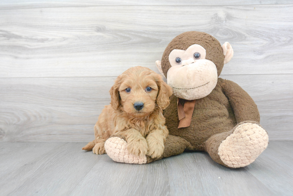 Smart Mini Goldendoodle Poodle Mix Pup