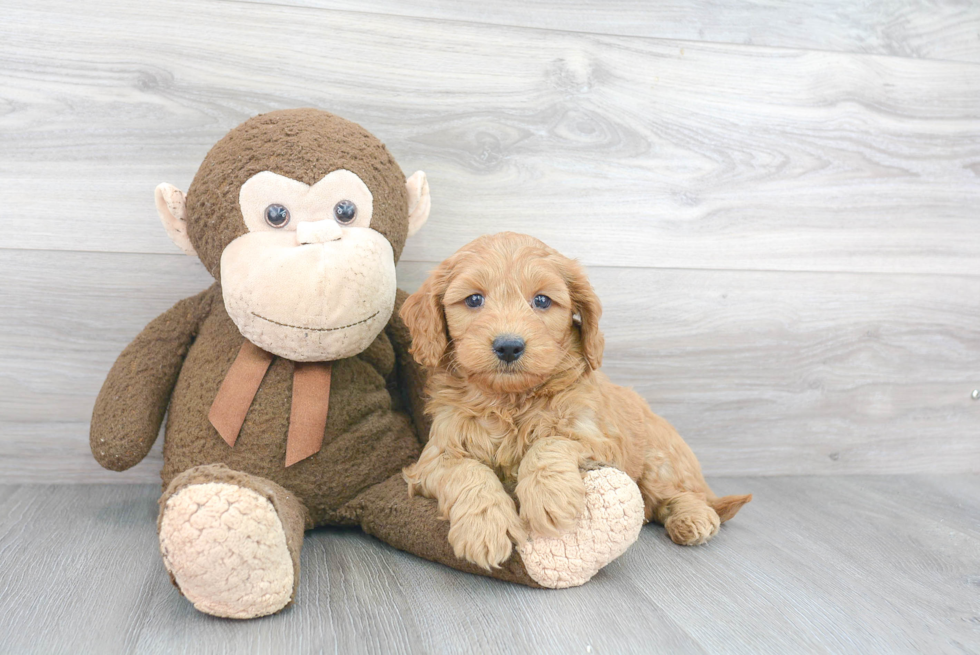 Mini Goldendoodle Pup Being Cute