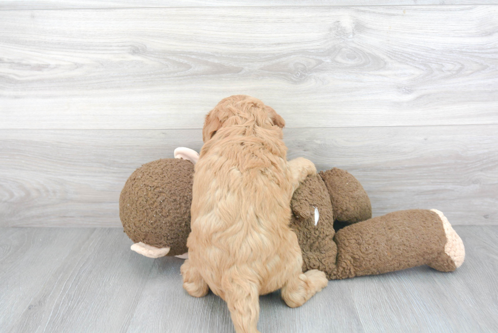 Mini Goldendoodle Puppy for Adoption