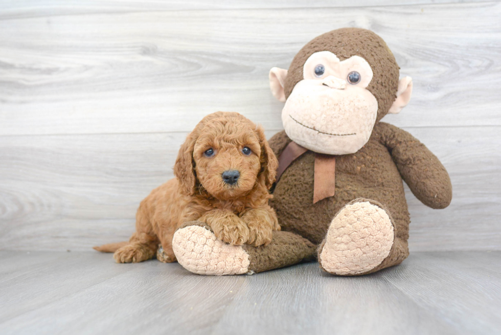 Small Mini Goldendoodle Baby