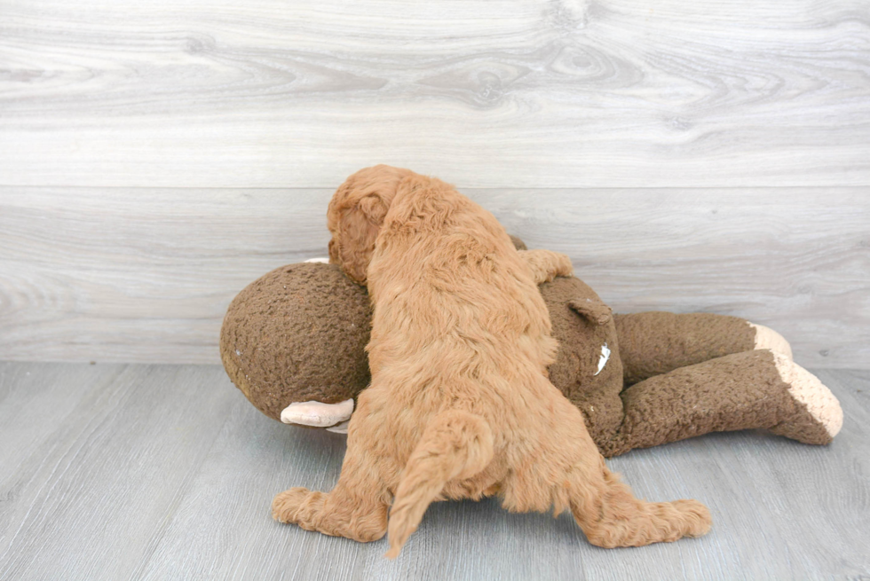 Mini Goldendoodle Pup Being Cute