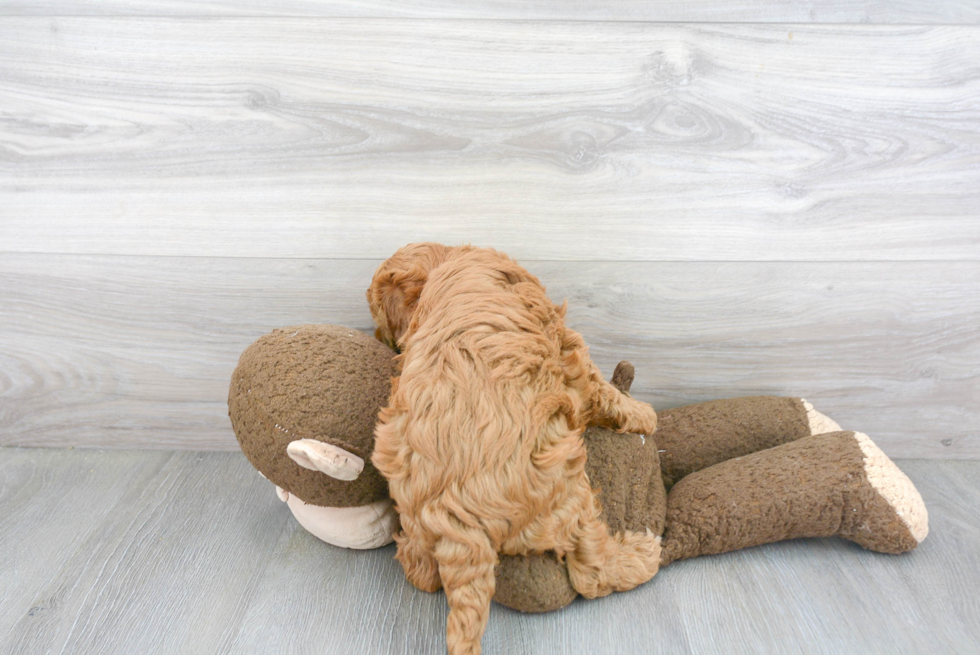 Mini Goldendoodle Puppy for Adoption