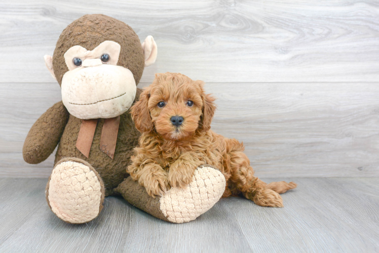 Cute Mini Goldendoodle Baby