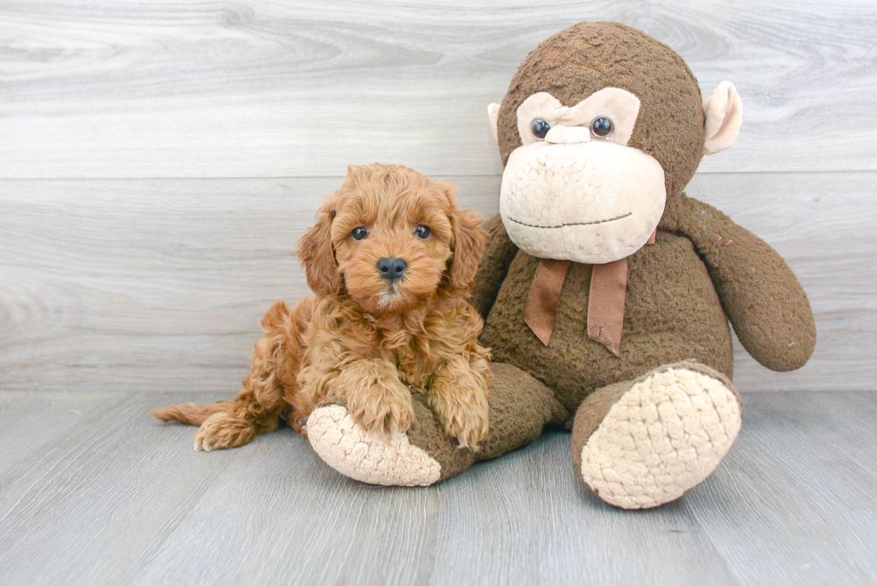 Best Mini Goldendoodle Baby