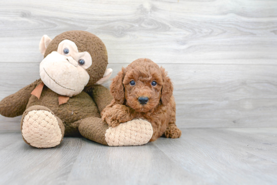 Best Mini Goldendoodle Baby