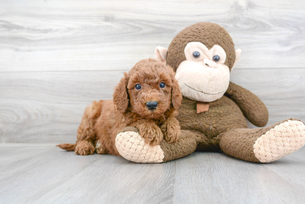 Mini Goldendoodle Puppy for Adoption