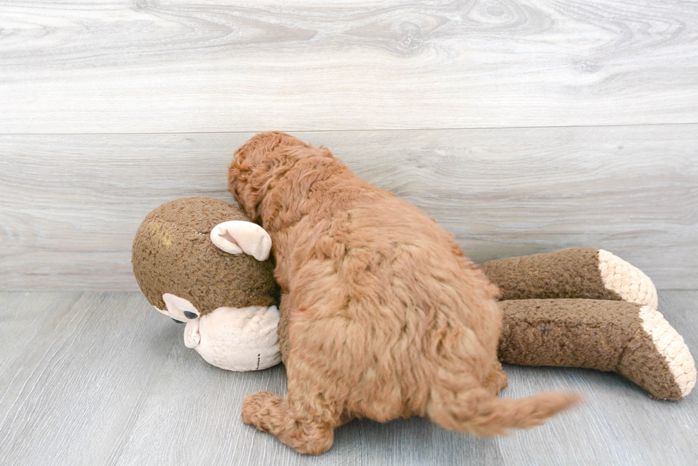 Mini Goldendoodle Pup Being Cute