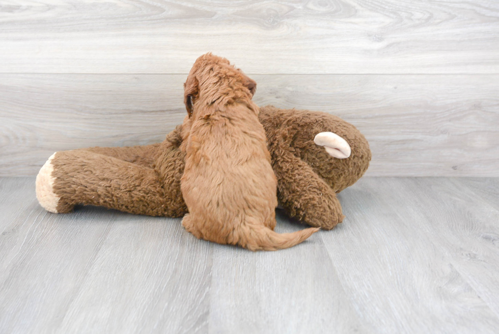 Mini Goldendoodle Puppy for Adoption