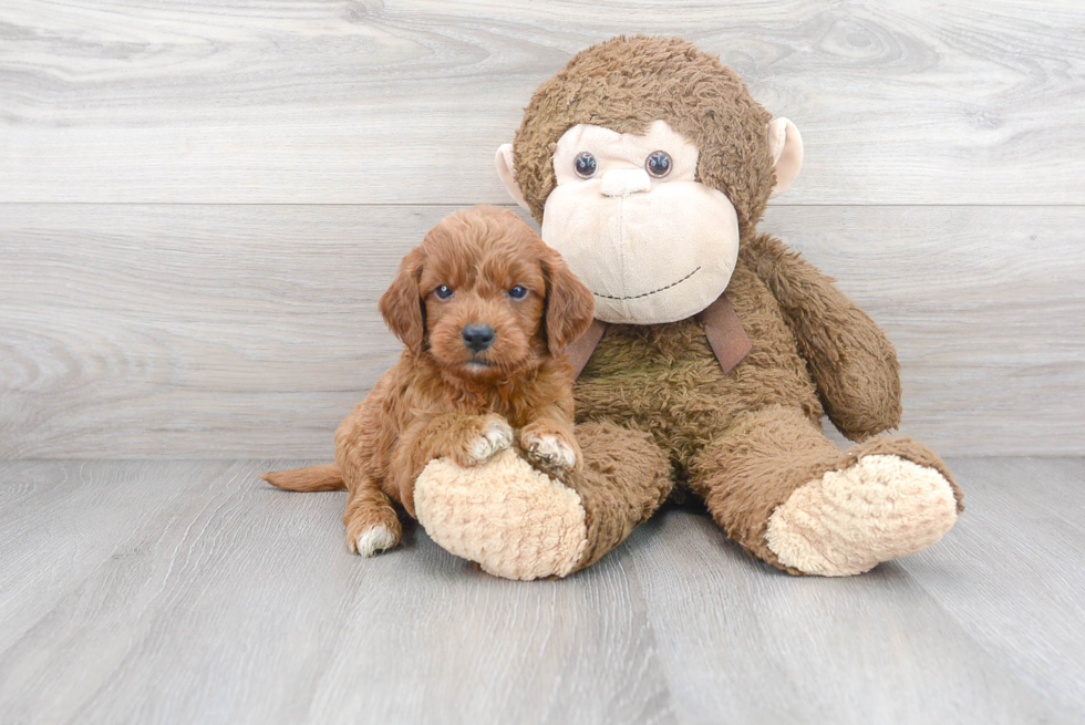 Hypoallergenic Golden Retriever Poodle Mix Puppy