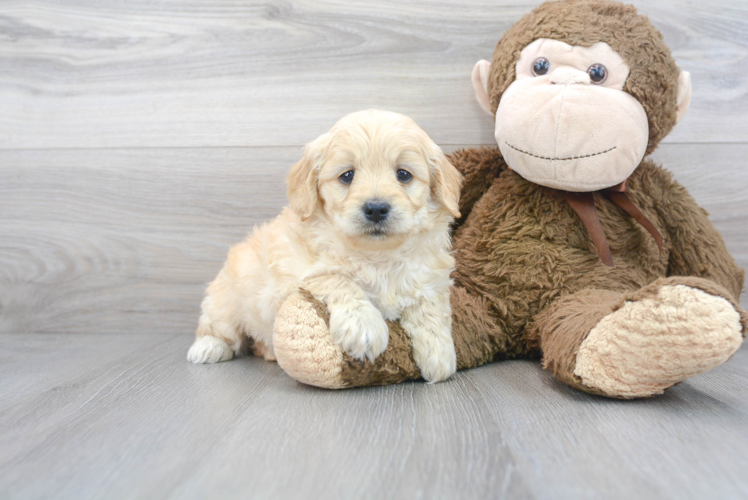 Smart Mini Goldendoodle Poodle Mix Pup