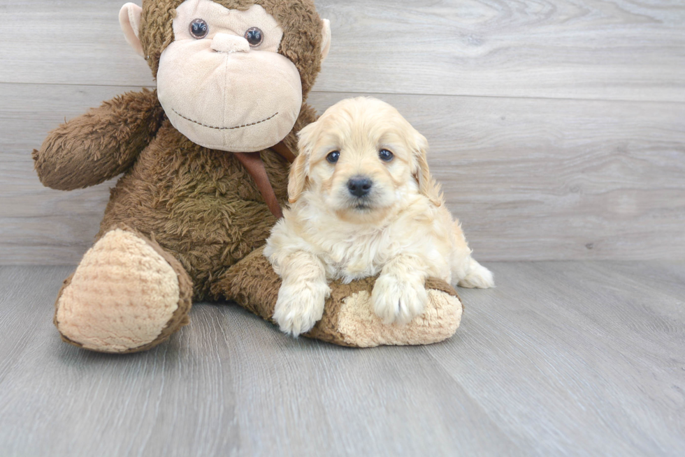 Popular Mini Goldendoodle Poodle Mix Pup