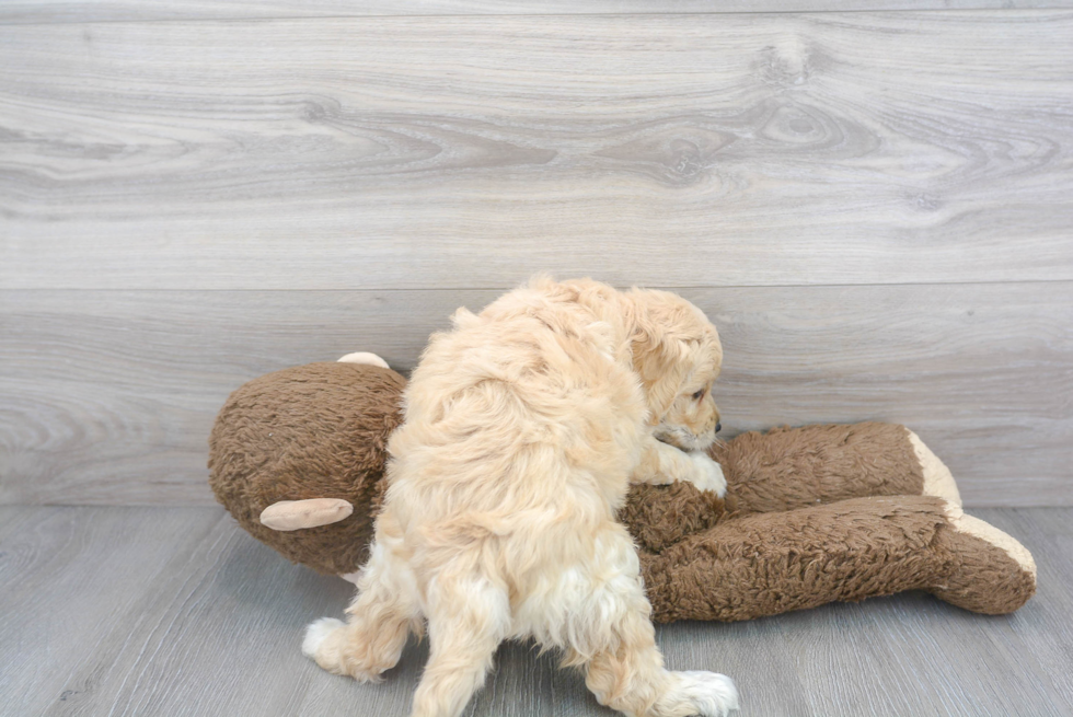 Popular Mini Goldendoodle Poodle Mix Pup