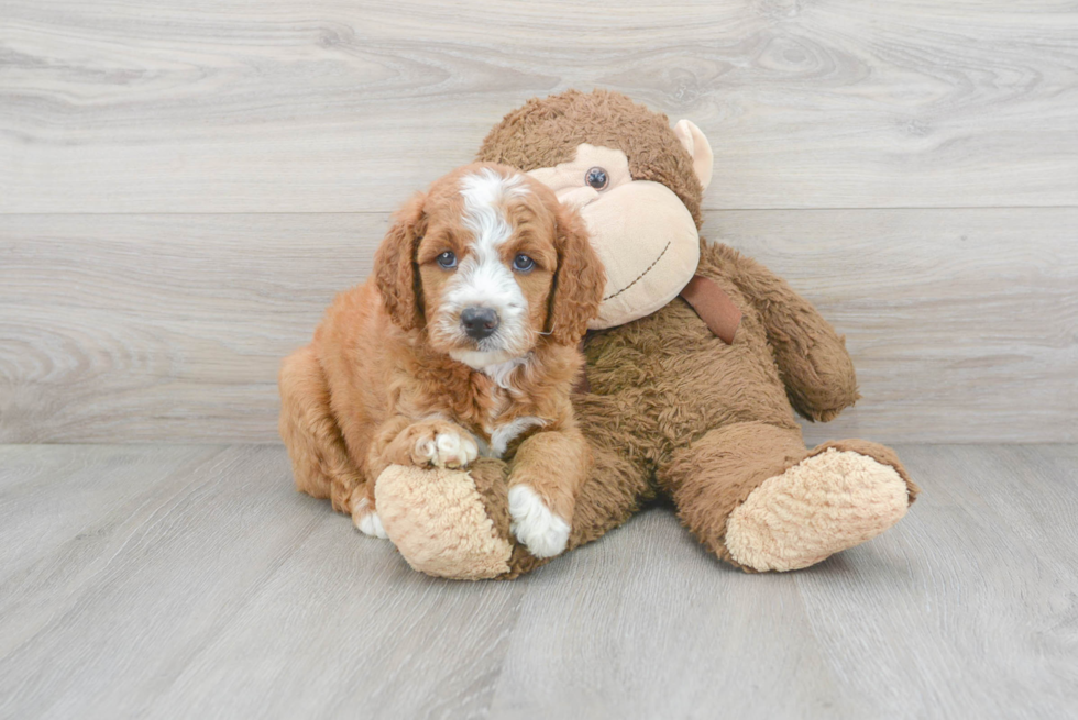 Mini Goldendoodle Pup Being Cute