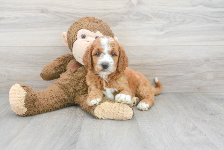 Happy Mini Goldendoodle Baby