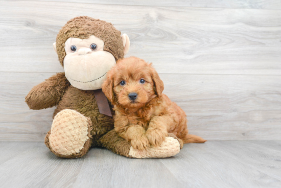 Cute Mini Goldendoodle Baby