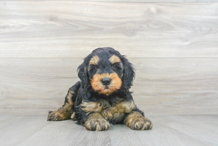 Best Mini Goldendoodle Baby