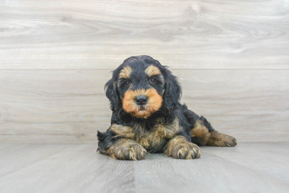 Mini Goldendoodle Pup Being Cute