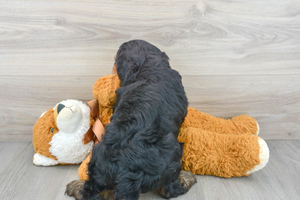 Cute Mini Goldendoodle Baby