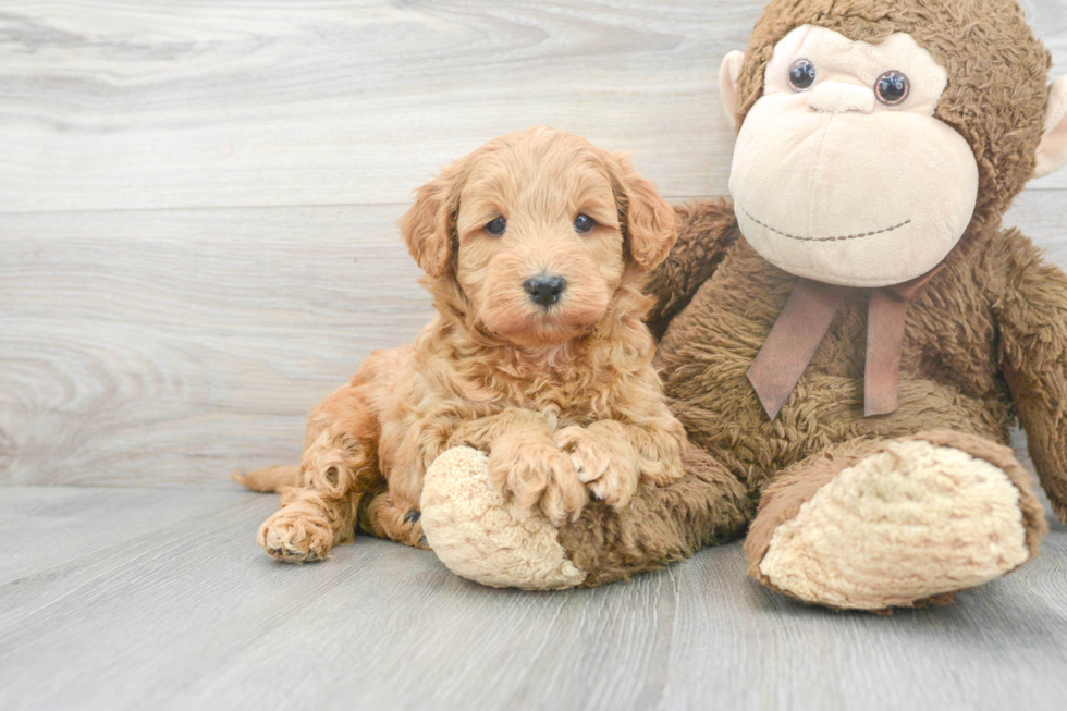 Small Mini Goldendoodle Baby