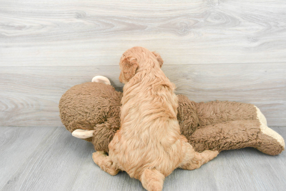 Mini Goldendoodle Puppy for Adoption