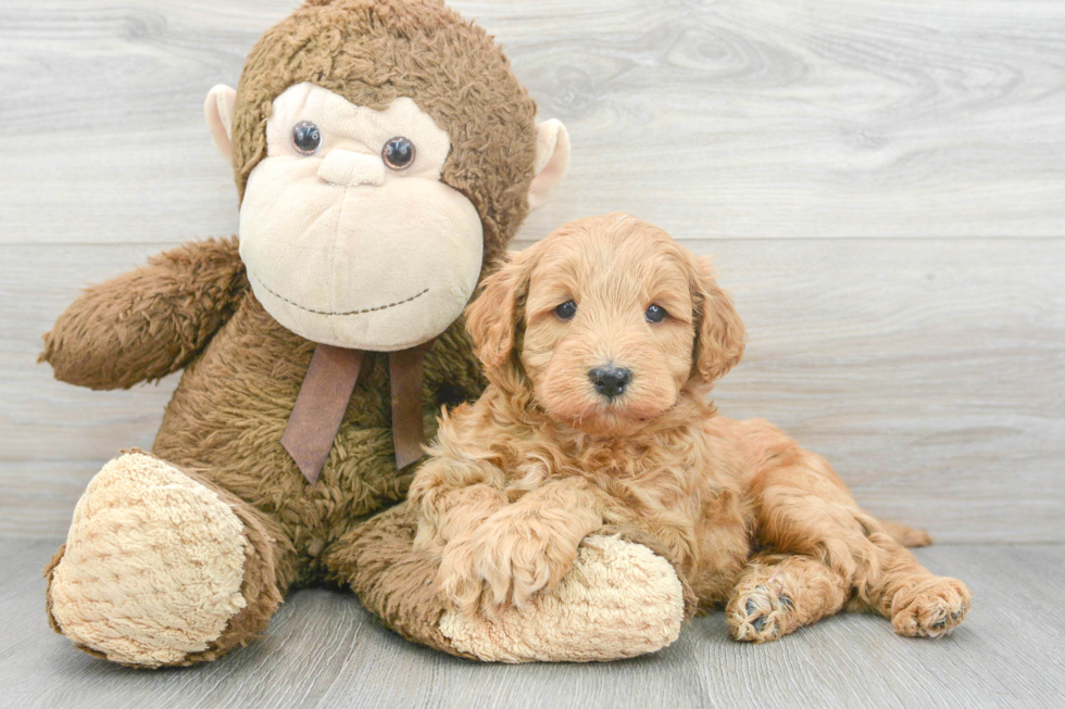 Small Mini Goldendoodle Baby