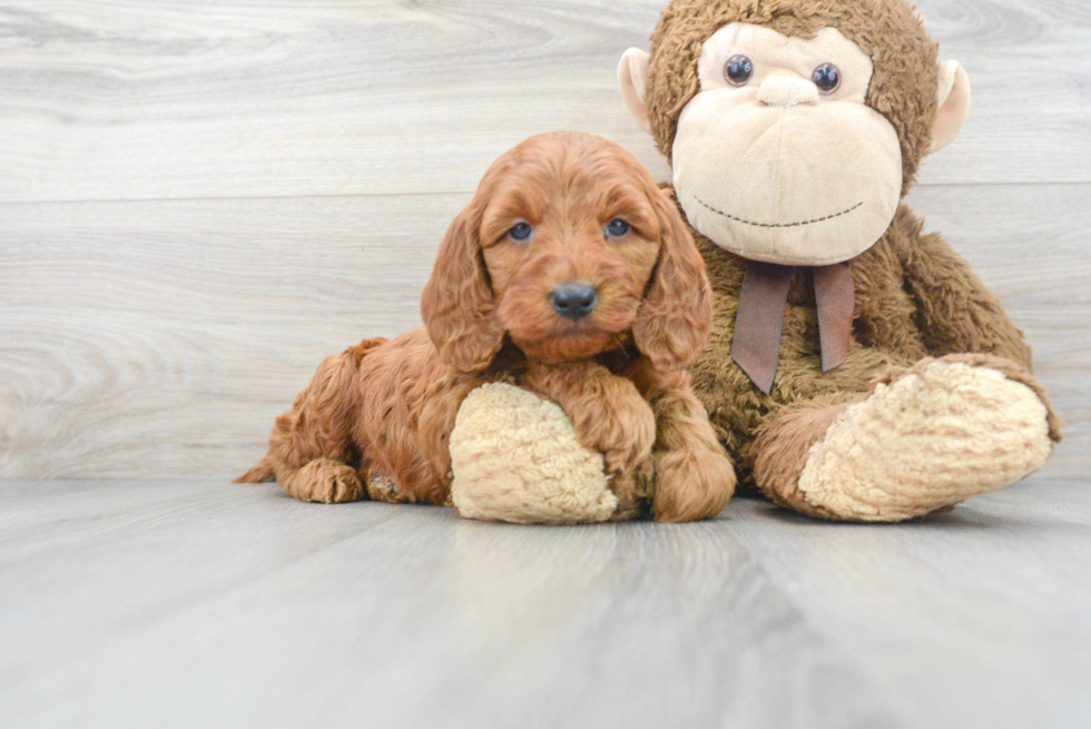 Best Mini Goldendoodle Baby