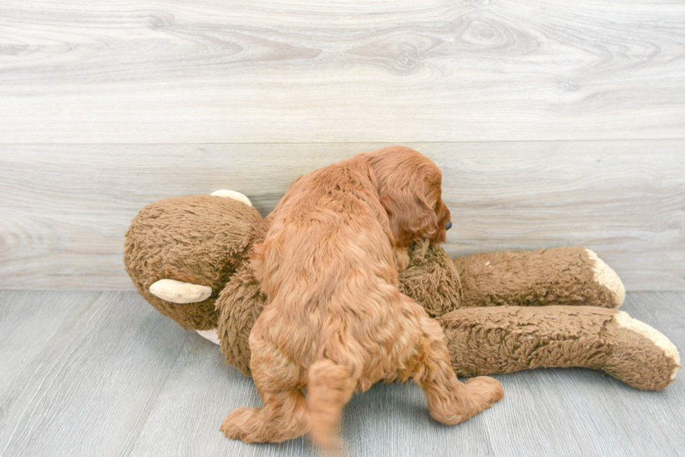 Mini Goldendoodle Pup Being Cute