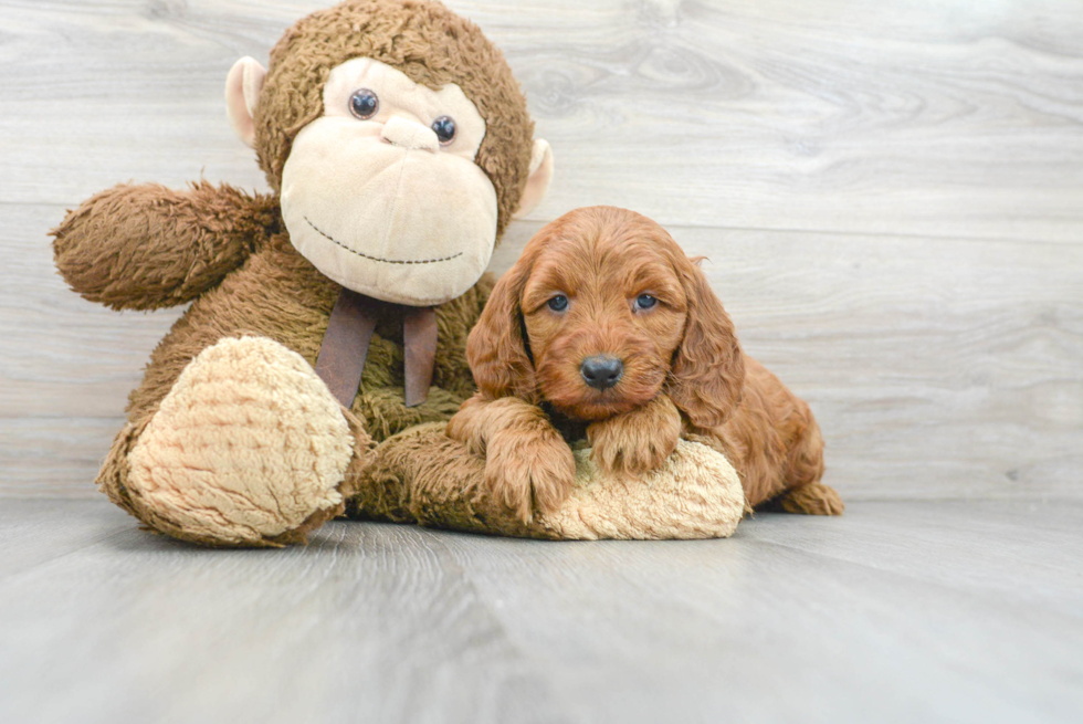 Petite Mini Goldendoodle Poodle Mix Pup