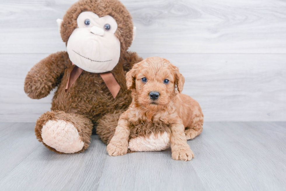 Fluffy Mini Goldendoodle Poodle Mix Pup