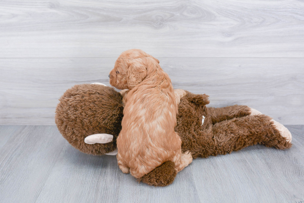 Friendly Mini Goldendoodle Baby