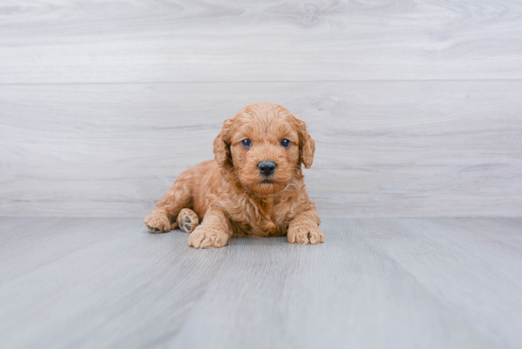 Smart Mini Goldendoodle Poodle Mix Pup