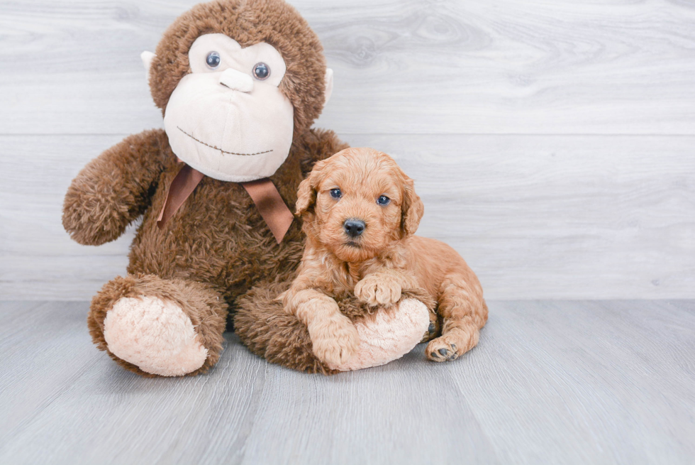 Mini Goldendoodle Pup Being Cute