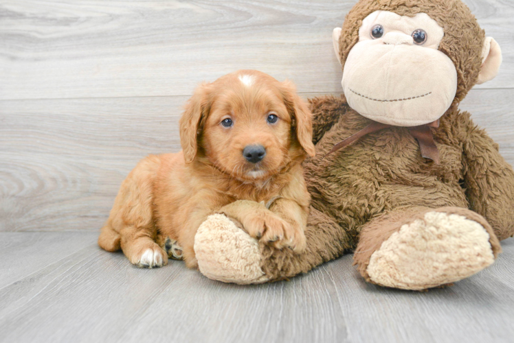 Adorable Golden Retriever Poodle Mix Puppy