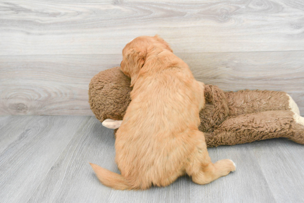 Best Mini Goldendoodle Baby