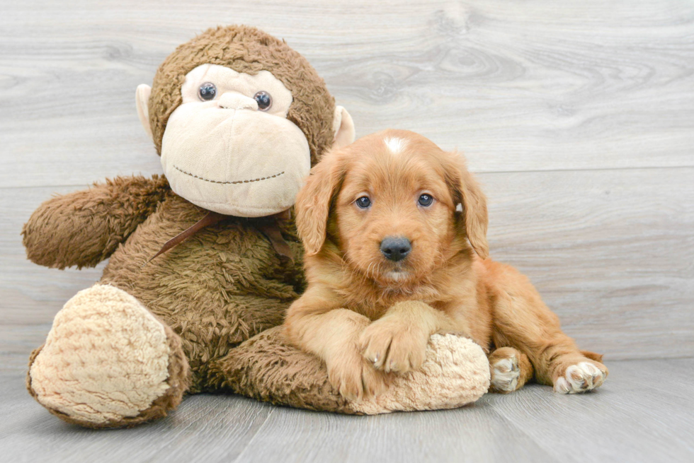 Mini Goldendoodle Pup Being Cute