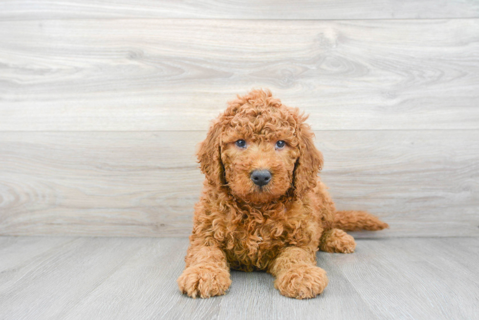 Mini Goldendoodle Pup Being Cute