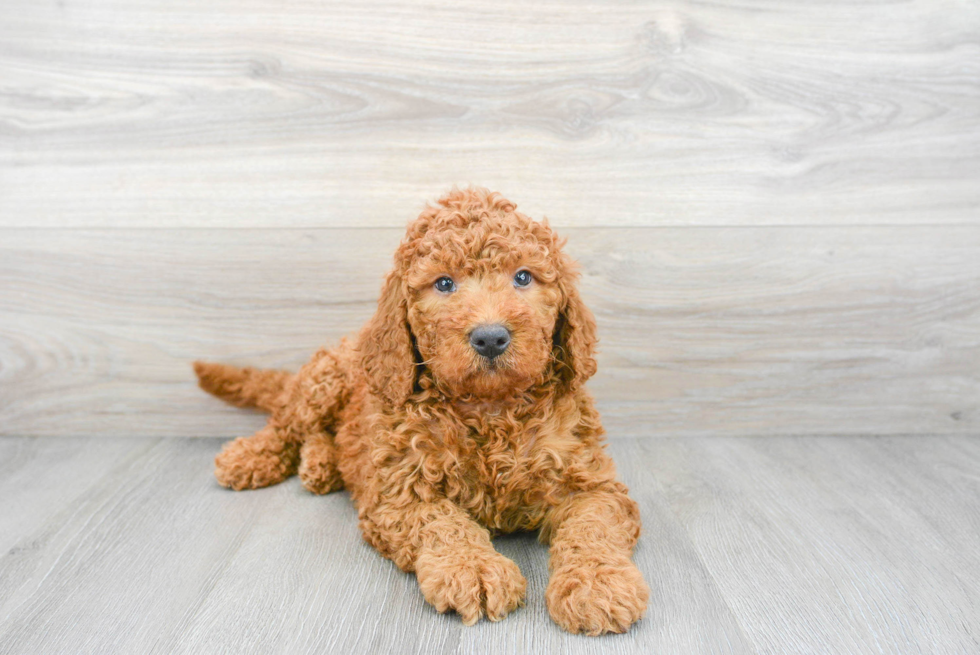 Mini Goldendoodle Puppy for Adoption