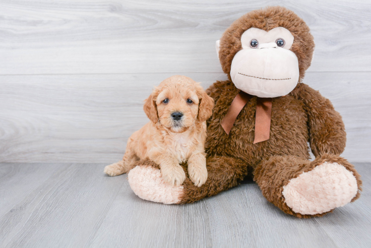 Mini Goldendoodle Puppy for Adoption