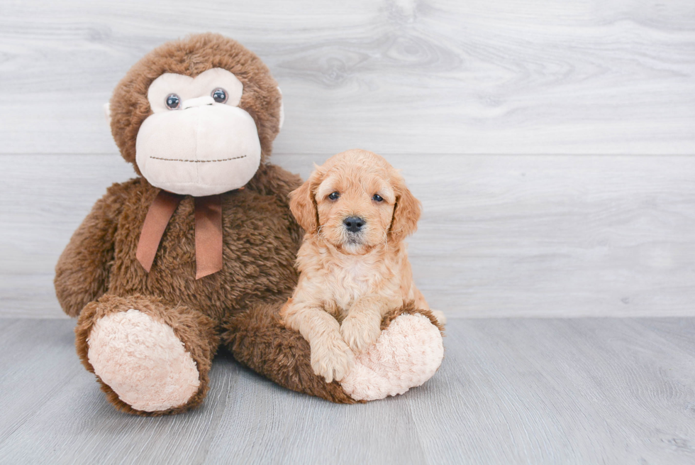 Small Mini Goldendoodle Baby