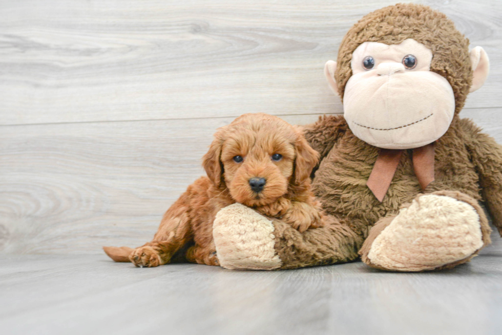 Little Golden Retriever Poodle Mix Puppy