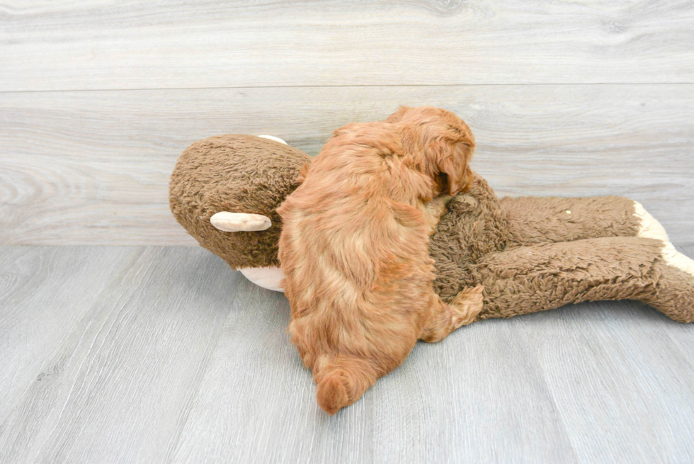 Mini Goldendoodle Pup Being Cute